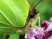 Citron (Gonepteryx rhamni)