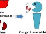 MICROBIOTE INTESTINAL: impacte aussi réponse médicaments Molecular Pharmaceutics