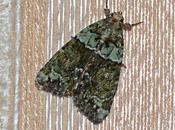 chenille papillon nourrit lichens...