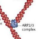 #trendsincellbiology #Arp2/3 #actine Diversité famille complexes Arp2/3