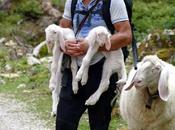 Ehrwalder Alm: deux naissances moutons bergamasques l´alpage