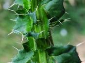 Chardon crépu (Carduus crispus)