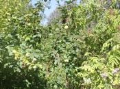 Cydonia oblonga 'Krymsk'