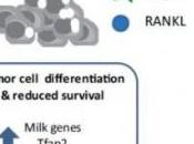 CANCER SEIN: Rank, voie royale contre métastase Cancer Research