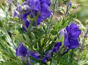 Fleurs Alpes: Aconitum napellus Aconit napel Südeten-Eisenhut