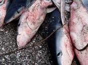 sixième grande extinction planète engagée elle l'homme