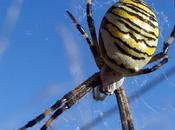 Argiope frelon