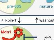 #Cell #biogénèse #ribosomeseucaryotes Inhibiteurs chimiques actifs, spécifiques réversibles biogénèse ribosomes eucaryotes