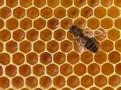 Pourquoi abeilles disparaissent