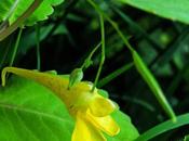 Balsamine bois (Impatiens noli-tangere)