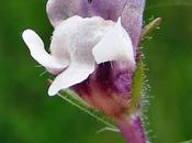 Petite linaire (Chaenorrhinum minus)