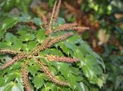 Mahonia nitens 'Cabaret' refleurit