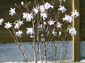 Magnolia stellata étoilé