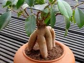 Ficus microcarpa ginseng