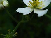 Renoncule feuilles d'aconit (Ranunculus aconitifolius)