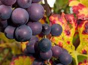 vendages Côtes Toul