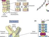 #trendsincellbiology #ovule #chromosome #aneuploïdie Mécanismes l’aneuploïdie chez l’ovule humain