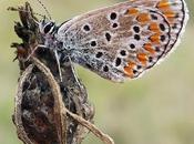 Argus bleu (Polyommatus icarus)