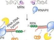 #cell #Schizosaccharomycespombe #ARN #ADN #hybrides #réparation hybrides transitoires ARN-ADN sont requis pour réparation efficace ruptures doubles brins d’ADN
