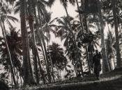 Galerie exposition Tristan BERNABE Hnonine Novembre 2016