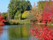 Pourquoi comment feuilles arbres tombent-elles