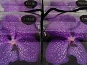 Orchidées Vanda coffret