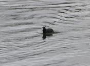 Cygnus olor, juvénile