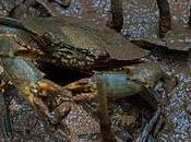 filière crabe durable pour l'avenir mangroves Manambolo Tsiribihina