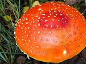 Amanita Muscaria