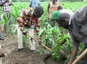 Mali vers l’autosuffisance détention