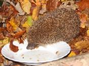 réveil d'un hérisson