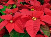 Poinsettias Thanksgiving