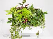 fait pousser plantes dans vieux