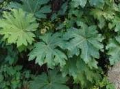 tetrapanax plante vivace moyennement rustique très grandes feuilles