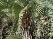 palmier argentin, Butia Yatay