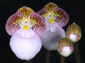 Cette magnifique Orchidée reçoit prix fleur remarquable