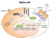 #cell #artemisinines #cellulesα #cellulesβ #gephyrin #GABA artemisinines ciblent voie signalisation récepteur GABA modifient l’identité cellules