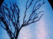 "RÊVE D'OISEAU" Théâtre d'ombres (6mois-5ans)