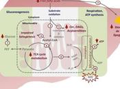 #trendsinendocrinologyandmetabolism #stéatohépatite #mitochondrie Adaptation mitochondriale dans stéatose hépatique alcoolique nouveaux mécanismes nouvelles stratégies traitement
