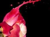 Avez vous l'épilogue saga Slammed Colleen Hoover?