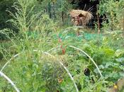 jardin, source plaisirs illimités pour toute l'année