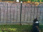 veut jouer avec passants