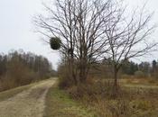 Viscum album, l'an neuf