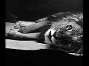 Exposition Diana Michener, Anima, Animals