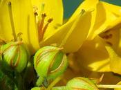 Lysimaque commune (Lysimachia vulgaris)