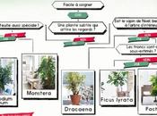 janvier, gagnez plante vous ressemble