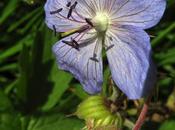 Géranium prés (Geranium pratense)