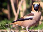 gros-bec casse-noyaux