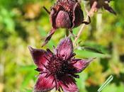 Potentille marais (Potentilla palustris)