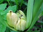 Colchique d'automne (Colchicum autumnale)